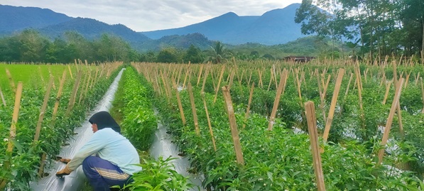 Dinamika Lahan dan Upaya Perlindungan Lahan Pertanian Berkelanjutan