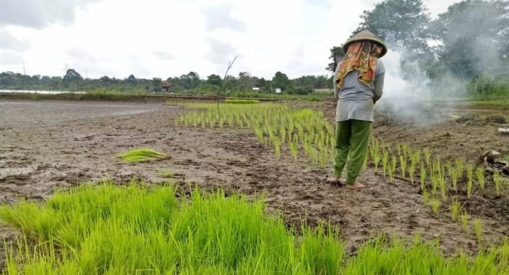 Petani Muda Hilang Dalam Gelombang Social Media