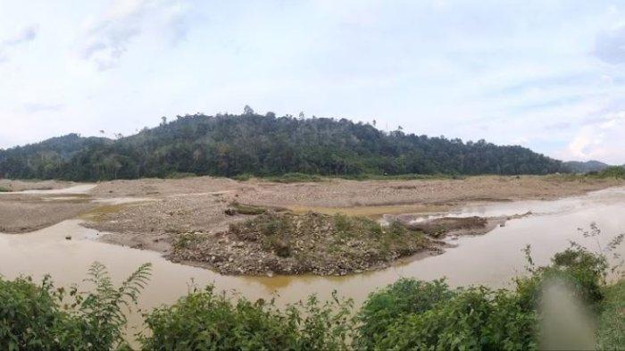 Sawah Hilang, Emas Sirna Warga Sungai Manau Merangin Jambi Merana