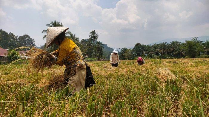 Perjuangan Kohar dan Eli Menjaga Ketahanan Pangan di Sungai Nilau Sei Manau Merangin Jambi