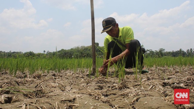 Cerita Ironis Petani Muaro Jambi, Terpaksa Beli Beras Imbas El Nino