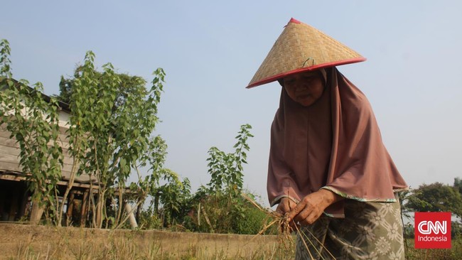 Dominasi Perempuan-perempuan Pemetik Asoka Jambi Siasati Kekeringan