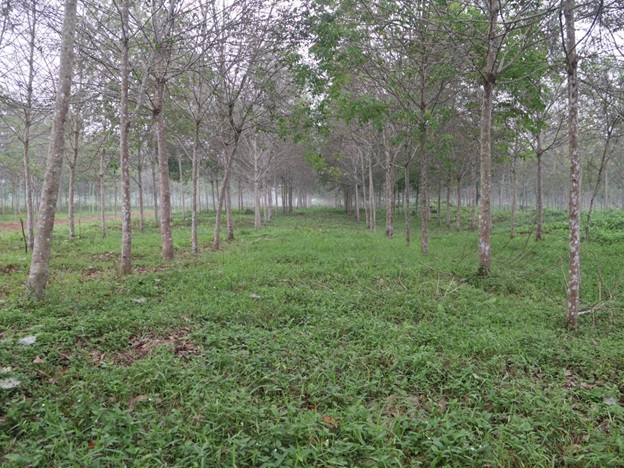 REALITA PETANI KARET SWADAYA….