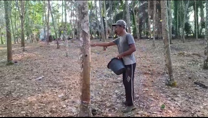 Nayono, Rasakan Manisnya Karet Setelah Ikuti Cascade Boost