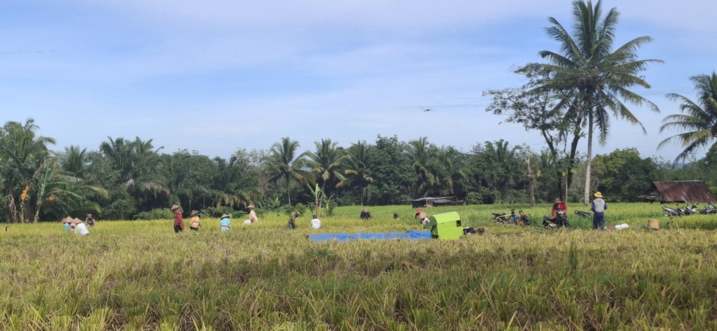 Tradisi Gotong Royong Panen Padi di Desa Tebing Kaning Tradisi Gotong Royong Panen Padi di Desa Tebing Kaning